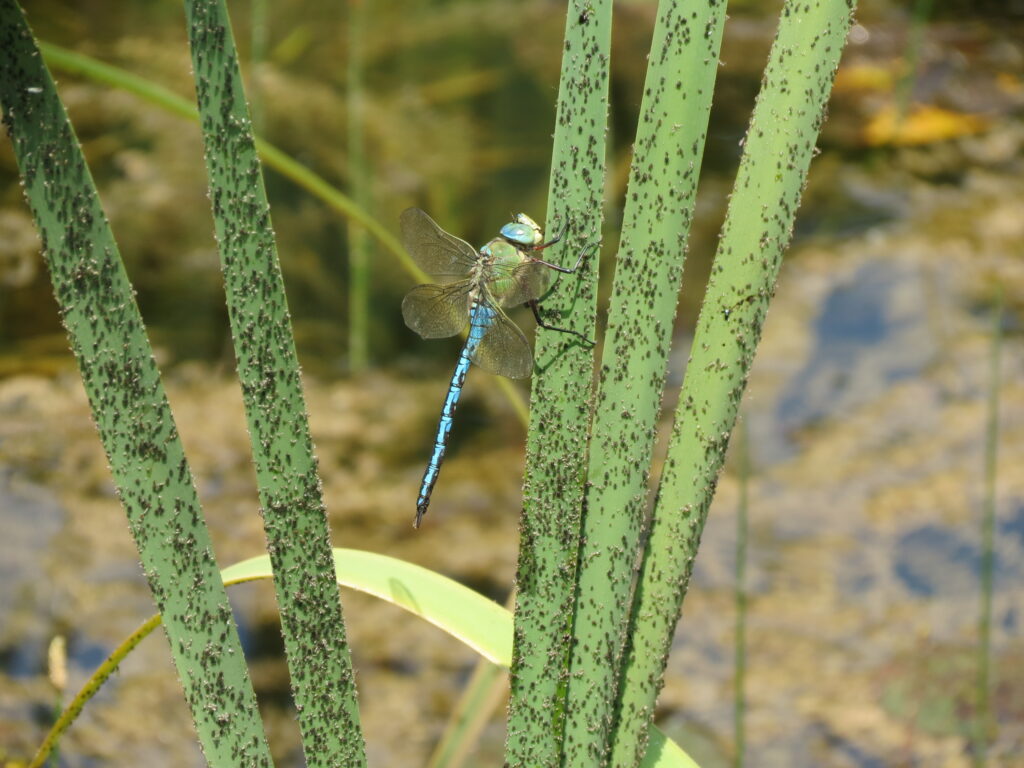 Königslibelle (Anax imperator) an Rohrkolben mit Blattläusen