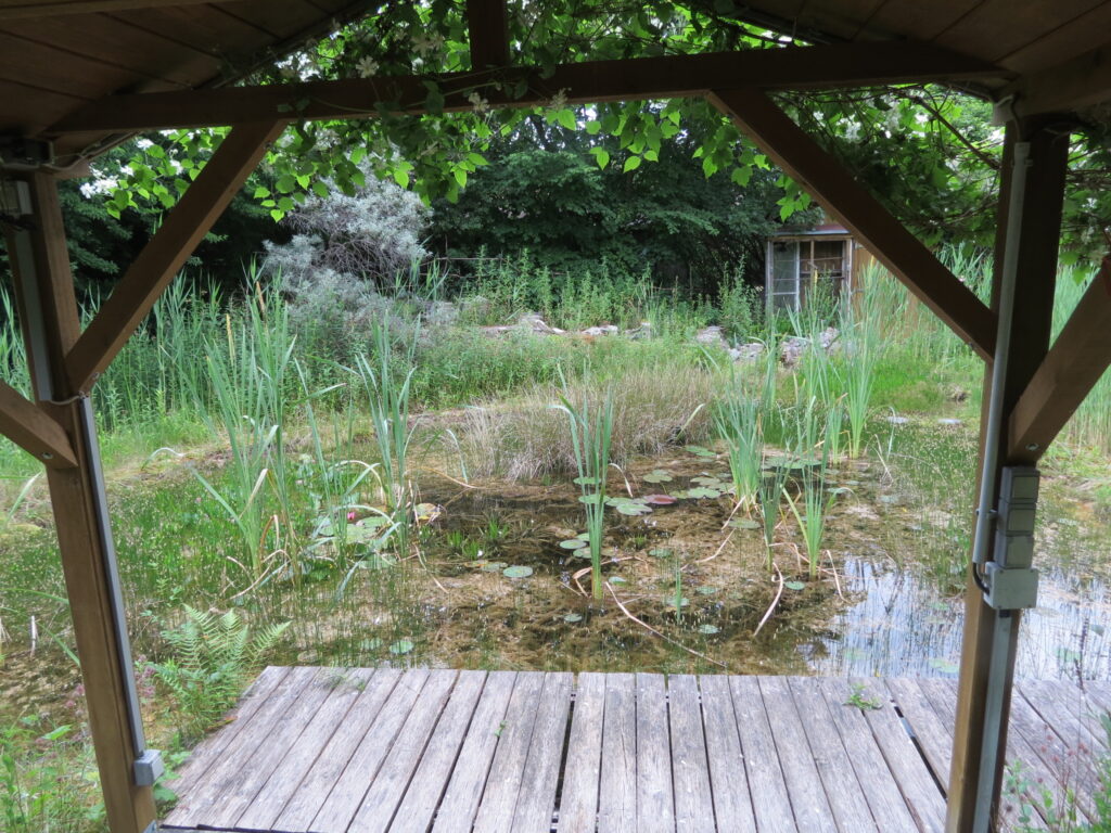 Blick auf den Teich, Tomatenhäuschen im Hintergrund